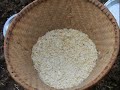Rice planting of Patan Nepal Rice planting of Patan Nepal