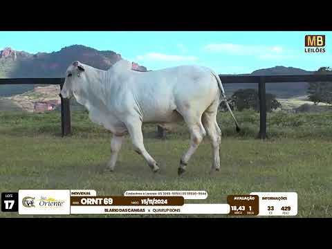 1� LEIL�O PRODU��O FAZENDA ORIENTE