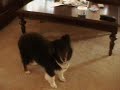 Movie Of Gracey (Sheltie) Movie Of Gracey (Sheltie)
