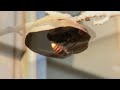 Click here to watch this video Japanese hornet builds a nest コガタスズメバチの巣