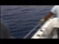 Marlin fishing Madeira Island