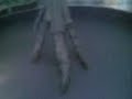 Dinossauros
