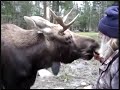 The Story of Peter the Moose.wmv
