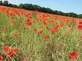 Poppies Poppies