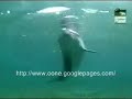 Dolphin @ Animal Planet