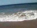 Golden Retriever: Zippo, Ivo y el mar Golden Retriever: Zippo, Ivo y el mar