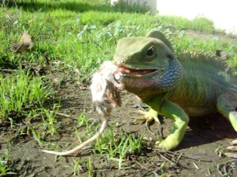 Prehistoric Dragon