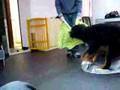 Boyero de Berna video
