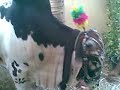 bull in nazimabad from al noor..