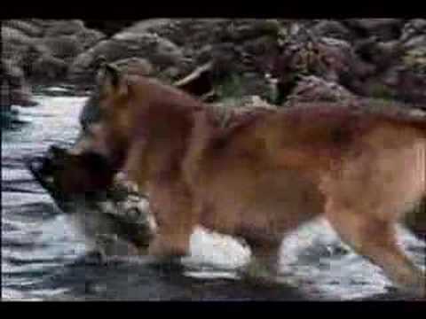 Wolves Fishing