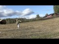 Hay Bale Jumping -- ..