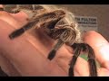 When Spiders Bite.....(Or Don\ When Spiders Bite.....(Or Don\