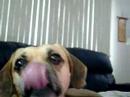 Peanut Butter On the Nose