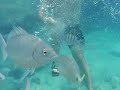 Leckys in Bermuda-underwater 10