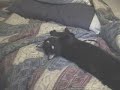 Hilarious footage of my cat getting angry and swearing at me when I tried to wake him up.
