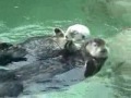 cute otters holding hands