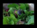 Local and Seasonal Cooking for a Christmas Party