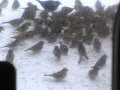 Fåglar vid fågelmatning