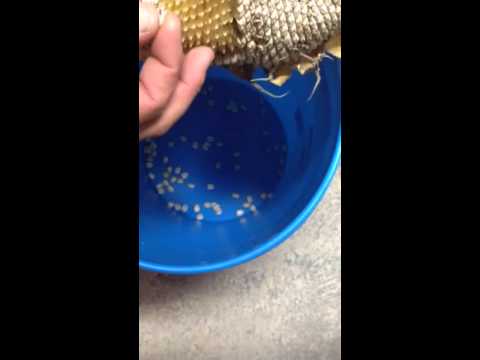 how to harvest sunflower seeds to eat