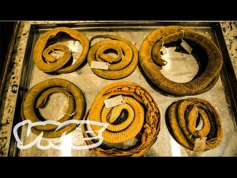 YouTube reptile video