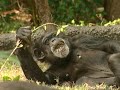 All About Chimps & Bonobos All About Chimps & Bonobos