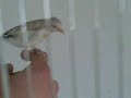 Darrrrek - breeding carduelis major mutation satin-witkop&eumo-witkop
