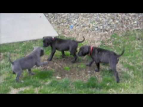 bandog