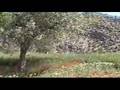 The last Clamour of Pasargad and Bolaghi (Akharin Faryad)