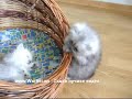 very cute small kitten