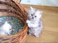 Very Cute Small Kitten