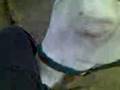 videos de Picasso and me outside