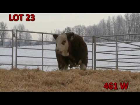 farm bull