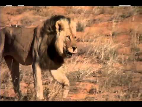 african lion