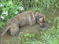 fudge feeling thirsty