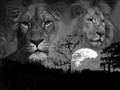 Le Lion Est Mort Ce Soir