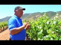David Bibayoff on Making Artisanal Wine David Bibayoff on Making Artisanal Wine