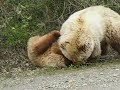 Bear Attack in Denali Alaska 2008