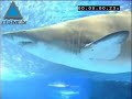 le c�l�bre aquarium de yokohama au japon propose une nouvelle attraction saissante pour ses visiteurs. en m�langeant dans un m�me bassin plusieurs milliers de sardines avec de redoutables 