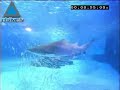 le c�l�bre aquarium de yokohama au japon propose une nouvelle attraction saissante pour ses visiteurs. en m�langeant dans un m�me bassin plusieurs milliers de sardines avec de redoutables 
