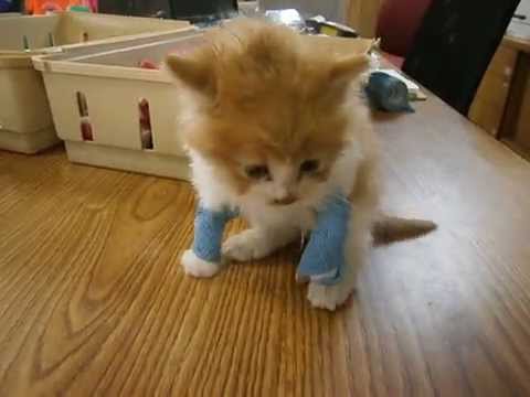 how to transplant a twisted willow