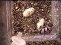 Gecko leopard eclosion! Gecko leopard eclosion!