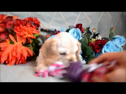 Rosie AKC Silver Buff Female Cocker Spaniel Puppy for sale