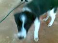 videos de Meu Border Collie - Calvin