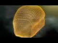 The AntiChrist Dajjal will be a Reptilian ShapeShifte p 87