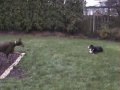 dogs at play.mpg