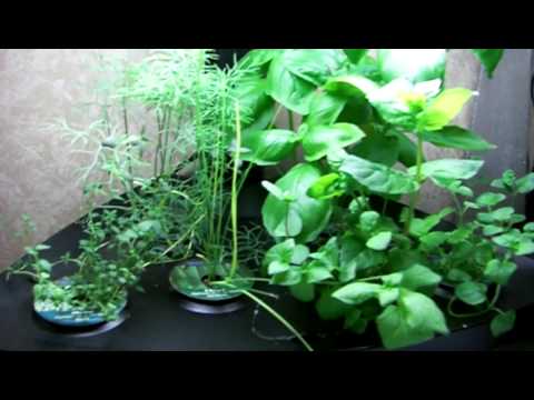 how to harvest basil aerogarden