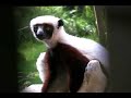 Coquerel\