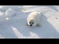 アザラシの赤ちゃんです