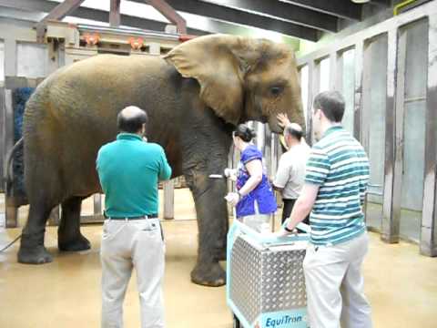 how to cure elephant leg