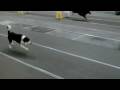 videos de Rush at her first full flyball tournament